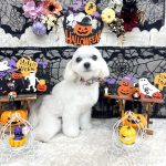 マルチーズ　ひなちゃん