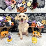 マルプー　ココちゃん