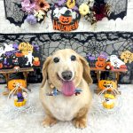 ダックスフンド　ボビーくん