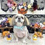 シーズー　クーくん