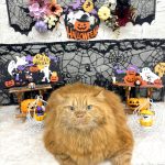 ねこ　マンチカン　みるくくん