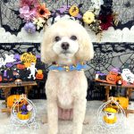 トイプードル　バニラくん