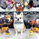 チワワ　隆二くん　シルクパック