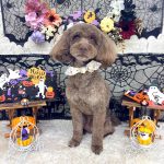 トイプードル　フランくん　泥パック