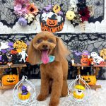 タイニープードル　ちくわくん　炭酸泉入浴　ハーブパック