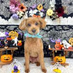 初めてご来店　トイプードル　テッドくん　PV動画あり