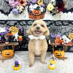 マルプー　まるちゃん