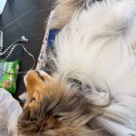 サクラちゃん　歯石取り