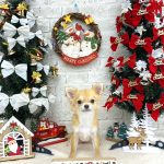 チワワ　モモちゃん