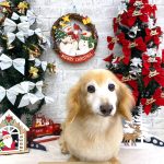 ダックスフンド　ベンくん