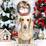 ダックスフンド　ミルキーちゃん