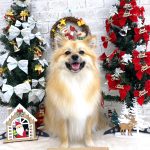 ポメｘスピッツ　ハンナちゃん