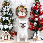 チワワ　こむぎちゃん