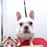 フレンチブルドッグ　あかねちゃん