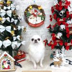 チワワ　ルイちゃん