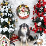 チワワ　らんちゃん