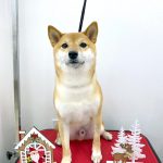 柴犬　マサムネくん