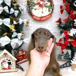 ミニチュアダックス　愛夢（あむ）ちゃん