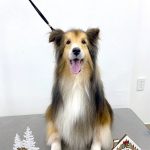 シェルテイー　アムくん