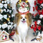 パピヨン　天くん