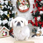 ペキニーズ　ファルコンくん