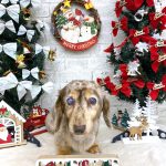 ダックスフンド　のあちゃん