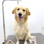 ゴールデン・レトリーバー　ナナちゃん