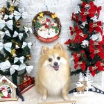 ポメラニアン　コタロウくん　シルクパック