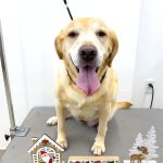 ラブラドールレトリバー　ランちゃん