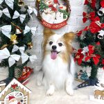 パピヨン　ソラくん