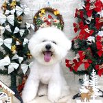 ビションフリーゼ　ゆきくん