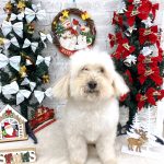 トイプードル　まるこちゃん