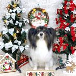 パピヨン　メルちゃん