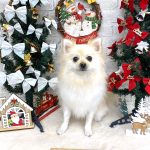 ポメラニアン　プー助くん
