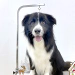 ボーダーコリー　ごまくん