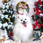 ポメラニアン　ゆきくん