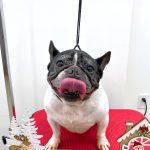 フレンチブルドッグ　　　ハルちゃん