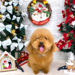 トイプードル　モコちゃん