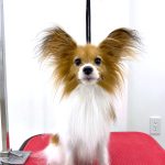 パピヨン　エマくん