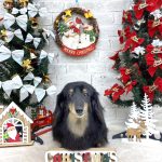 ダックスフンド　ダックスちゃん