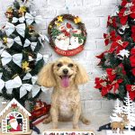 マルプー　海ちゃん