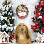 ダックスフンド　麦くん