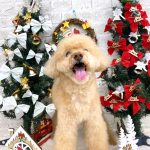 トイプードル　ロコくん