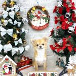 チワワ　モモちゃん