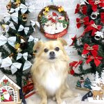 チワワ　あずきくん