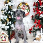 シュナウザーｘプードル　ベニーくん