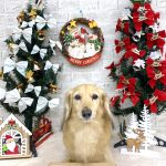 ダックスフンド　ふくちゃん