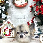 チワワ　くうちゃん