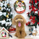 タイニープードル　ちくわくん