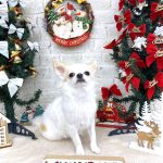 チワワ　チャイくん